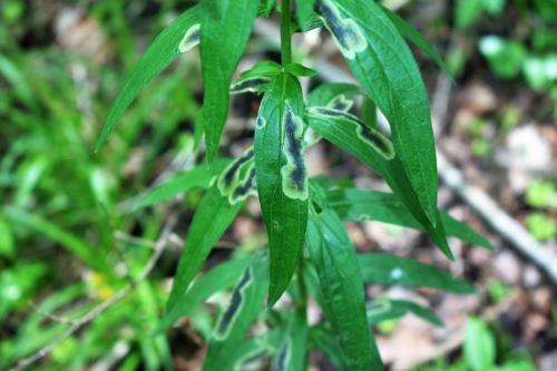 Agromyza sp.
